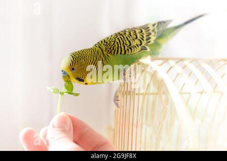 Bird bydgy sits on cage and eats from a human hand fresh green grass Stock Photo
