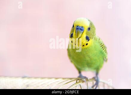 Funny budgerigar on the birdcage. Green Budgie Stock Photo