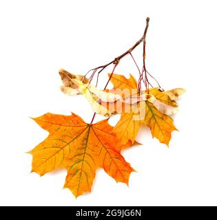 Maple branch with seeds and leaves on a white background Stock Photo
