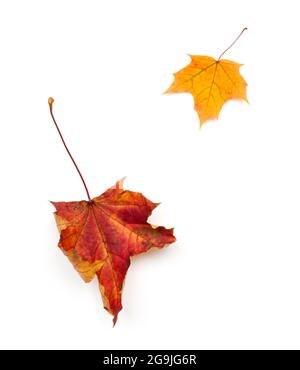 Two autumn leaves of maple on white Stock Photo