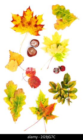 Two autumn leaves of maple lying on white Stock Photo