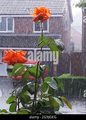 Lovers Meeting Roses in a torrential rainshower in a Garden in Northern England Stock Photo