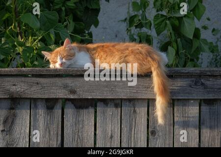 red cat sleeping on the fence Stock Photo