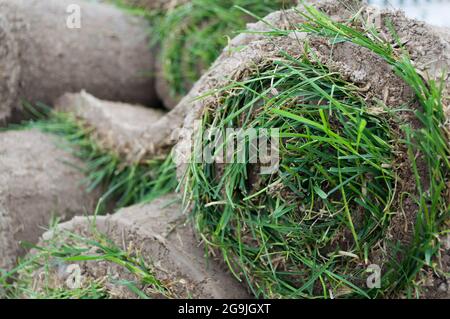 Grass Lawn - Turfs ready to be rolled. sod cover.Sod Roll Stock Photo