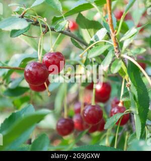 ripe cherries. Fresh Cherries on branch. Stock Photo