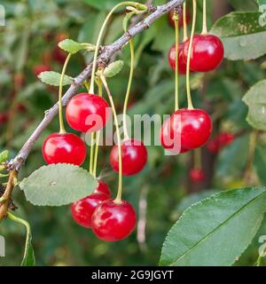 ripe cherries. Fresh Cherries on branch. Stock Photo