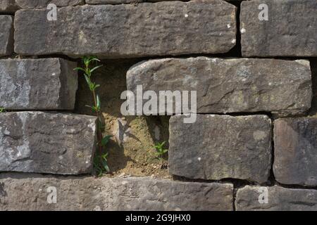 A gap between large and chunky grey bricks of this wall allows just enough room for two slender green plants to grow. Sunlit scene. Stock Photo