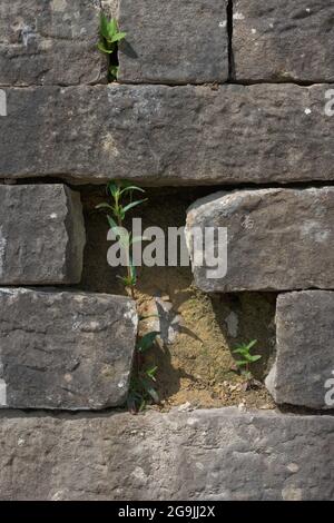 Bright vertical image of plants growing between the bricks of a grey wall. Sunny summer scene, with the sun baking the wall and helping the plants. Stock Photo
