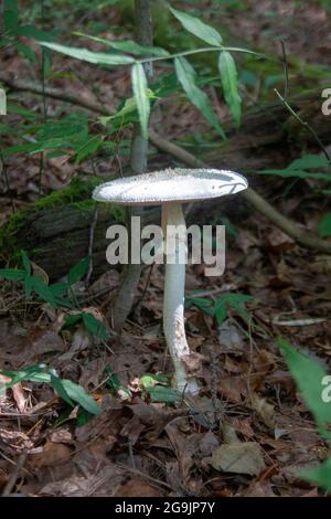 Deadly amanita mushroom called a destroying angel Stock Photo