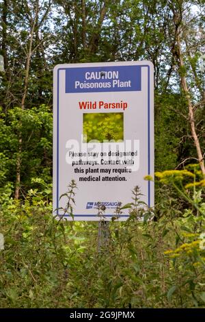 Mississauga, Ontario, Canada - July 3 2021: Selective focus on a caution sign for wild parsnip growing at a local park in Mississauga, Ontario. Stock Photo