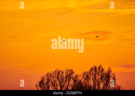 Greylag goose (Anser anser) flying in a sunset sky, Bavaria, Germany Stock Photo