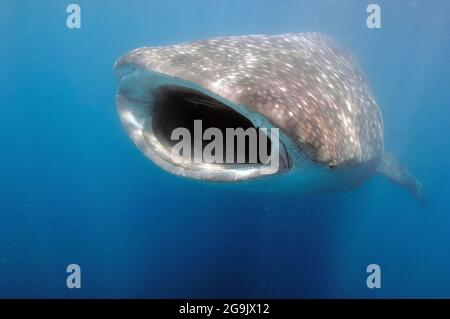 Whale shark (Rhincodon typus) swallows plankton, has a ship's keeper (Echeneis naucrates) in its mouth, Philippine Sea, Philippines Stock Photo