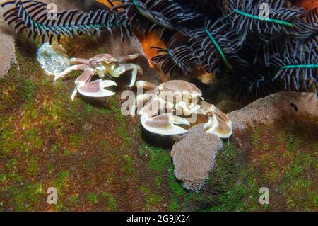 Pair of spotted anemone crab (Neopetrolisthes maculatus), porcelain crab, Lake Andamen, Burma Stock Photo