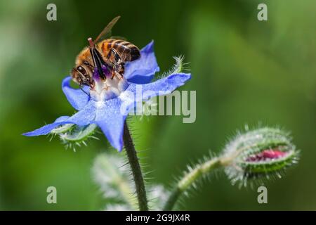 Honey bee (Apis mellifera) collecting nectar on flower of borage (Borago officinalis), also cucumber herb, Baden-Wuerttemberg, Germany Stock Photo