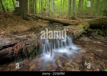 Spring in the primeval forest area Mittelsteighuette, Bavarian Forest National Park, Germany Stock Photo