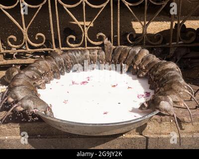 Sacred Rats, Karni Mata Temple or Rat Temple, Deshnoke, Rajasthan, India Stock Photo