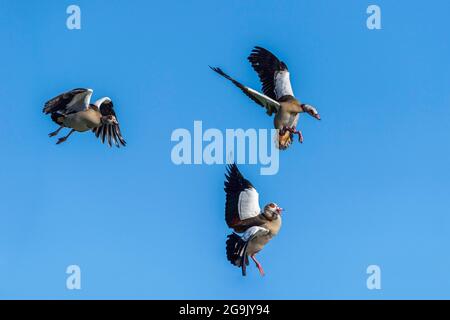 Egyptian goose (Alopochen aegyptiacus) in flight, Kassel, Hesse, Germany Stock Photo