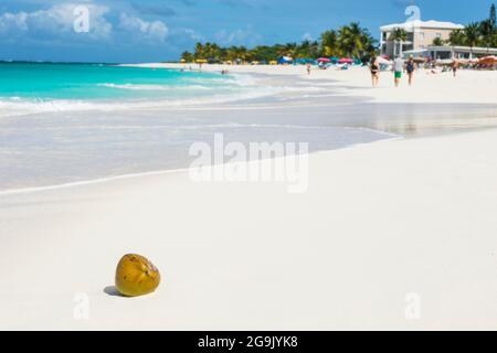 Coconut on the world class Shoal Bay East beach, Anguilla, Caribbean, British Oversea territory, United Kingdom Stock Photo