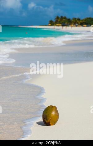 Coconut on the world class Shoal Bay East beach, Anguilla, Caribbean, British Oversea territory, United Kingdom Stock Photo