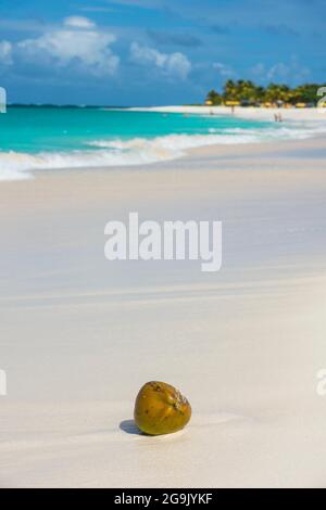 Coconut on the world class Shoal Bay East beach, Anguilla, Caribbean, British Oversea territory, United Kingdom Stock Photo