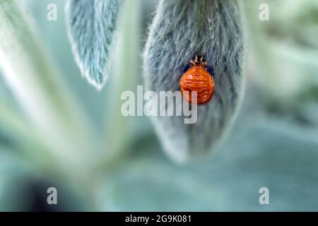 Orange ladybug larva on a fluffy mint green leaf Stock Photo