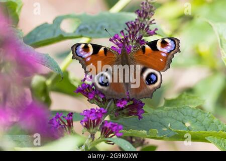 European peacock (Aglais io) on summer lilac, Hesse, Germany Stock Photo
