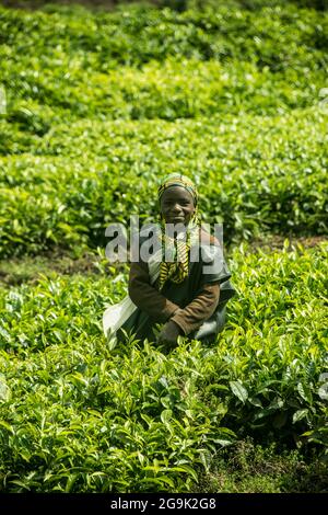 Friendly tea worker in a Tea plantation in the Virunga mountains, Rwanda, Africa Stock Photo