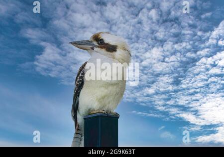 on kookaburra sitting on a post with sky background waiting for a feed Stock Photo