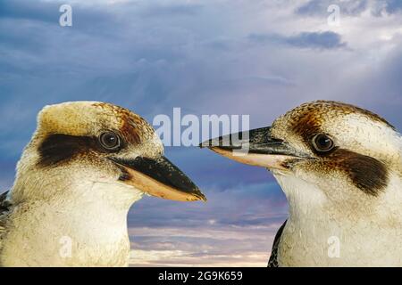 two friendly kookaburra with sky in the background native to Australia Stock Photo
