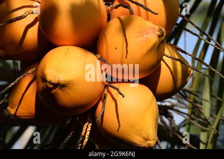 Cluster of king coconut fruits in nature, natural fresh palm drink fruit king coconut, king coconuts on the tree, branches of kingcoconut, king-cocos Stock Photo