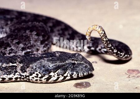 Tail lure hi-res stock photography and images - Alamy