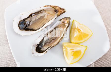 Gourmet raw oysters on white plate with sliced lemon Stock Photo