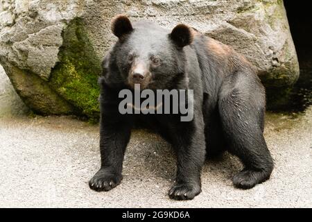 ブラックベア　picture okuhida-nagano-japan-2021-26-