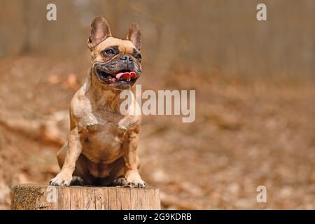 Happy French Bulldog dog sitting on tree stump in forest with copy spavce Stock Photo