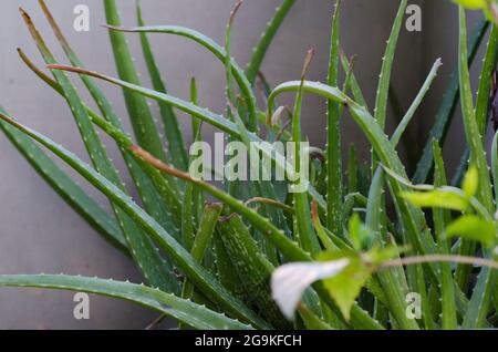Green Cactus plant on roof garden in Indian Village Stock Photo