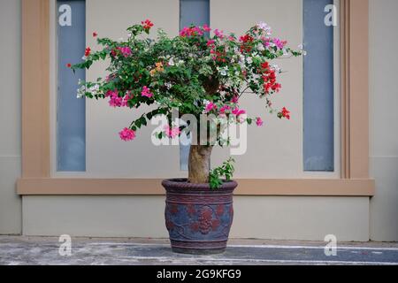 Indonesia Batam - Multi colored Bougainvillea - Paper flower Stock Photo