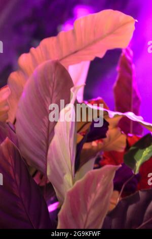 Glitch art plants, green tropical leaves in the interior. Bright neon pink purple colors. Plant bushes on a psychedelic background. Neon lights. Jungl Stock Photo