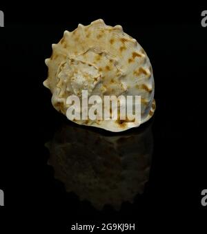 Helmet shell on black background Stock Photo