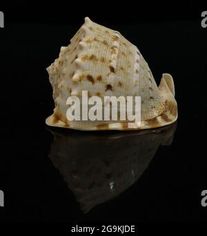 Helmet shell on black background Stock Photo