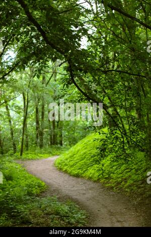 dark path in the forest. green landscape. forest background