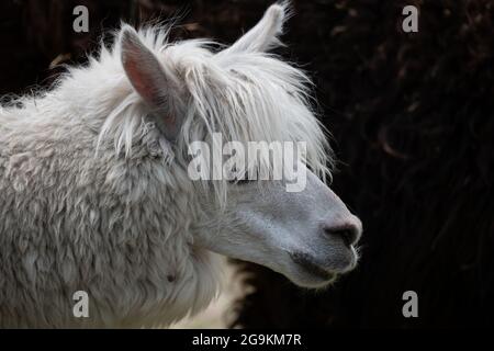 Alpaca Lama pacos portrait, family: Camelidae, native region: central and southern Andes from Peru to Argentina. Stock Photo