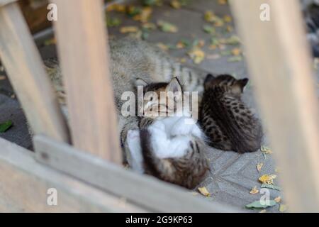 A homeless cat with two kittens on the street. A kitten with an injury to her left eye lies on top of her gray mother cat. Pets. Selective Focus. Stock Photo