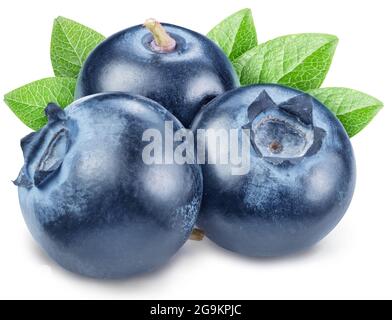 Ripe three blueberries with blueberry leaves isolated on a white background. Clipping path. Stock Photo