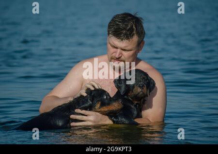 A man with two young dogs swimming in the sea. An adult man and three-month-old Rottweiler puppies. The pets and their owner cool off from the summer Stock Photo