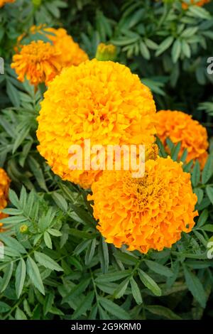 Tagetes erecta Marvel Orange, African marigold Marvel Orange, grey-green divided foliage, orange flowers Stock Photo