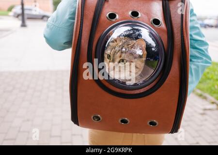 Cat porthole outlet backpack