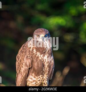 Buzzard portrait looking into the camera Stock Photo