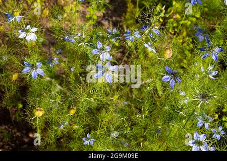Blue blossoms of the black cumin, Nigella sativa or Schwarzkuemmel Stock Photo