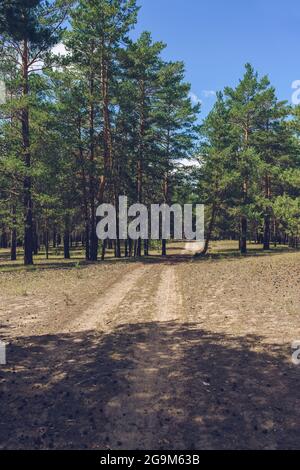view of country road inside coniferous forest on sunny summer day Stock Photo