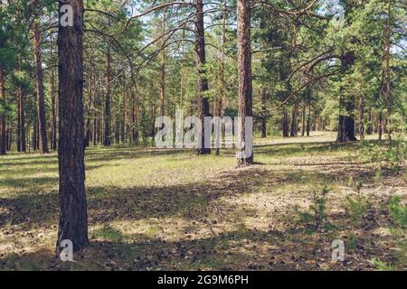 sunlight in spruce tree forest with pinecones lying on the ground Stock Photo